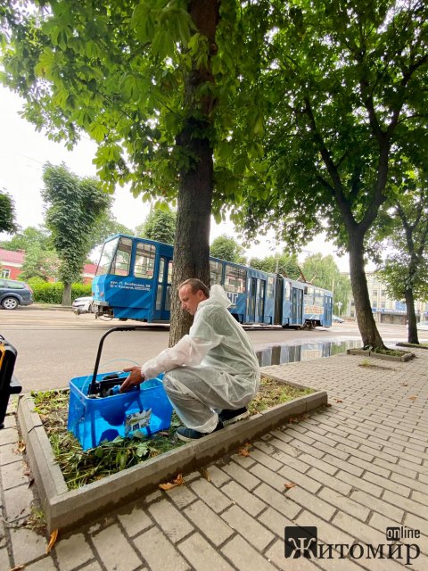 У Житомирі КП "Зеленбуд" вакцинує каштани. ФОТО