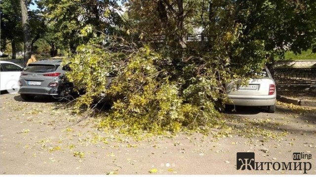 В парку Коростеня дерево впало на автомобілі. ФОТО