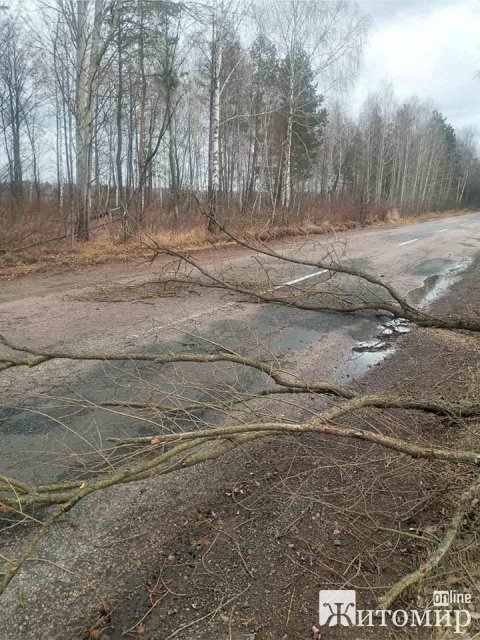 У САД показали фото доріг Житомирської області, де негода повалила дерева