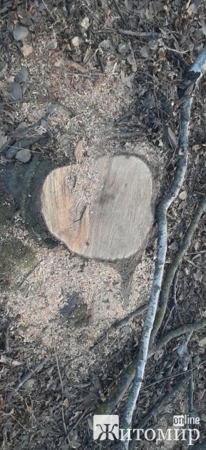 Вздовж дороги у Житомирській області невідомі особи нарубали дерев: екологи нарахували понад 600 тис. грн шкоди. ФОТО
