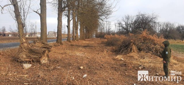 Вздовж дороги у Житомирській області невідомі особи нарубали дерев: екологи нарахували понад 600 тис. грн шкоди. ФОТО