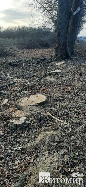 Вздовж дороги у Житомирській області невідомі особи нарубали дерев: екологи нарахували понад 600 тис. грн шкоди. ФОТО
