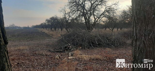 Вздовж дороги у Житомирській області невідомі особи нарубали дерев: екологи нарахували понад 600 тис. грн шкоди. ФОТО