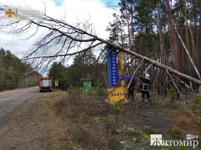 На Коростенщині через сильний вітер попадали дерева та перекрили дорогу. ФОТО