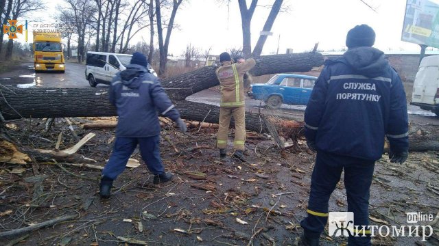 На Коростенщині через сильний вітер попадали дерева та перекрили дорогу. ФОТО