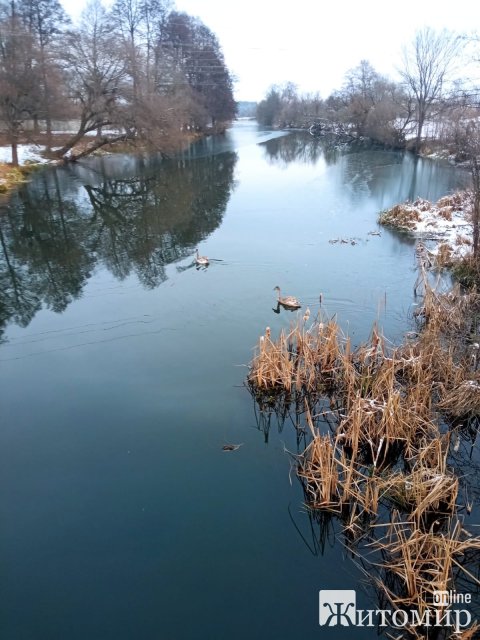 З крижаного полону в Коростені рятувальна служба на воді визволила замерзлого лебедя. ФОТО 