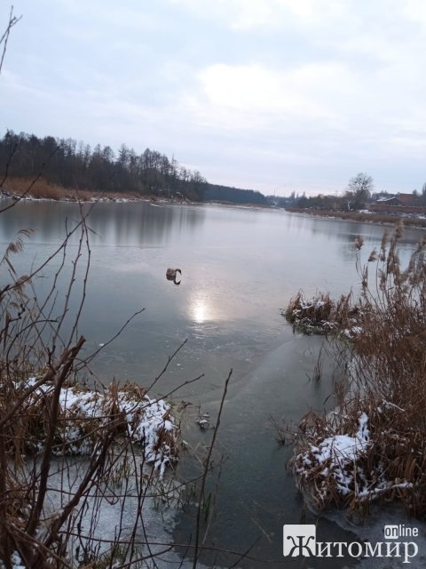 З крижаного полону в Коростені рятувальна служба на воді визволила замерзлого лебедя. ФОТО 