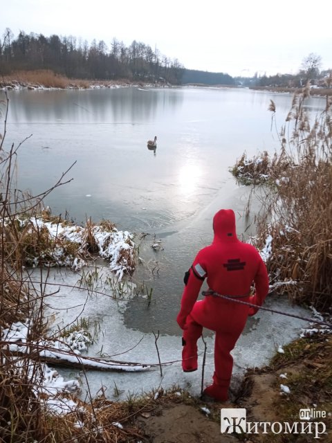 З крижаного полону в Коростені рятувальна служба на воді визволила замерзлого лебедя. ФОТО 
