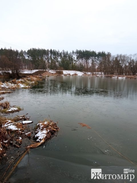 З крижаного полону в Коростені рятувальна служба на воді визволила замерзлого лебедя. ФОТО 