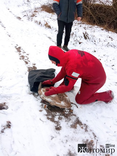 З крижаного полону в Коростені рятувальна служба на воді визволила замерзлого лебедя. ФОТО 