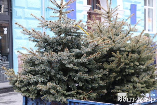 Михайлівську у Житомирі почали прикрашати до новорічних та різдвяних свят. ФОТО