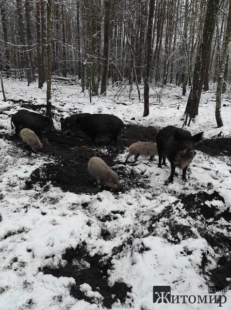 У лісах Житомирщини встановили підгодівельні майданчики та годівниці для диких тварин. ФОТО