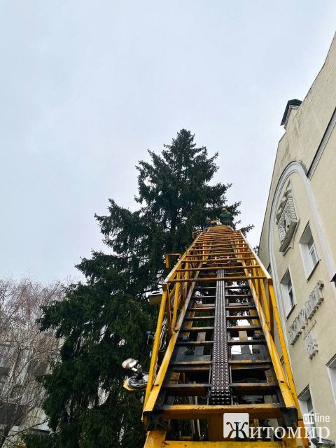 На Михайлівській у Житомирі почали прикрашати головне новорічне дерево. ФОТО