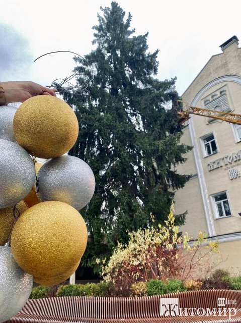 На Михайлівській у Житомирі почали прикрашати головне новорічне дерево. ФОТО