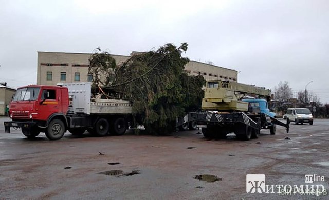 У Романові під час встановлення зламалась та впала з арбористом новорічна ялинка. ФОТО