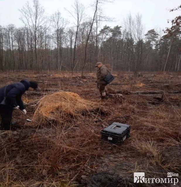 У лісі на Житомирщині браконьєри вбили червонокнижну самку лося, яка була вагітною. ФОТО