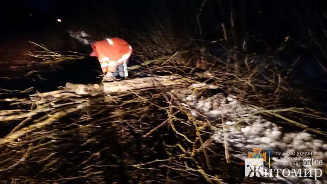 В одному з районів Житомирщини негода повалила 30 дерев. ФОТО