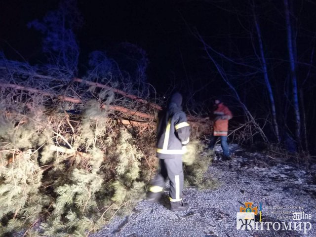 В одному з районів Житомирщини негода повалила 30 дерев. ФОТО