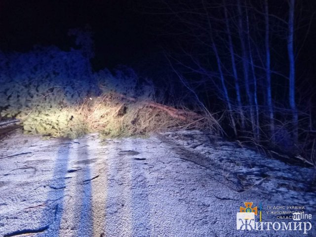 В одному з районів Житомирщини негода повалила 30 дерев. ФОТО