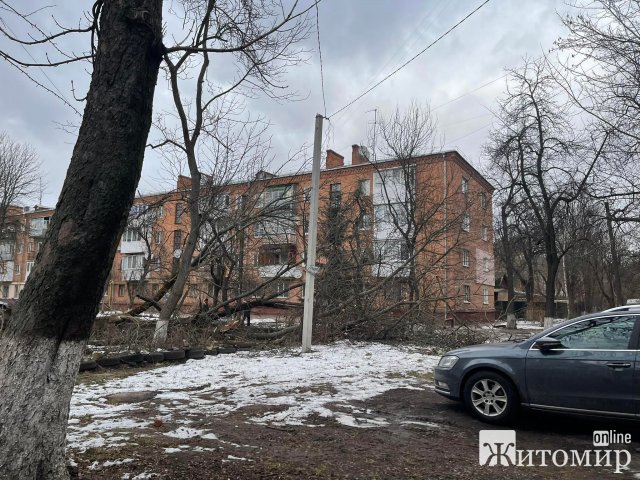 Дерево, що впало у дворі на Лятошинського, порвало електродроти. ФОТО