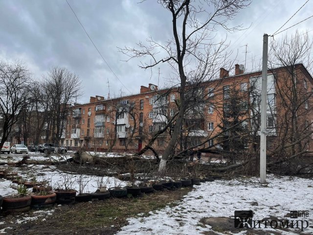 Дерево, що впало у дворі на Лятошинського, порвало електродроти. ФОТО