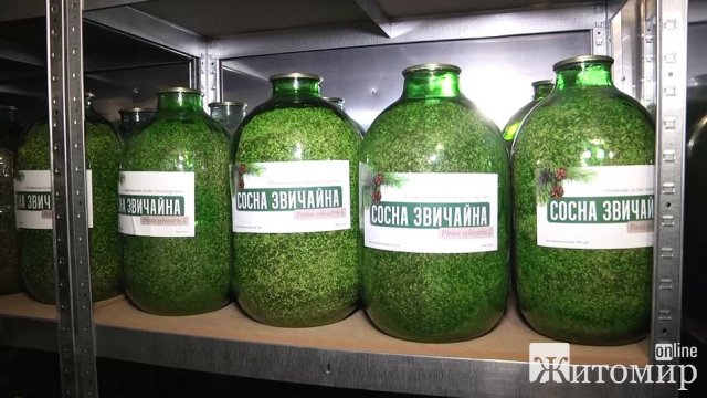 Лісівники Житомирщини заготовили вдвічі більше насіння хвойних дерев – засаджуватимуть площі після пожеж. ФОТО