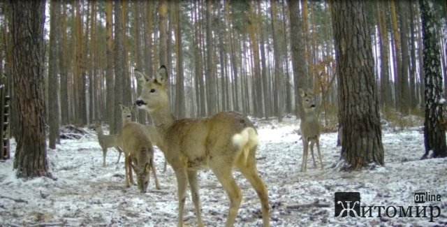 За допомогою квадрокоптеру та методом шумового прогону в лісах Житомирщини рахують диких тварин. ФОТО