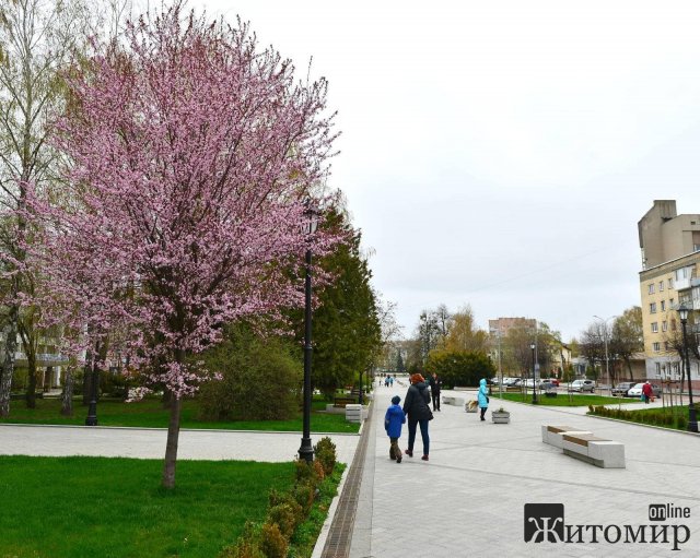Як у Житомирі квітнуть дерева. ФОТО