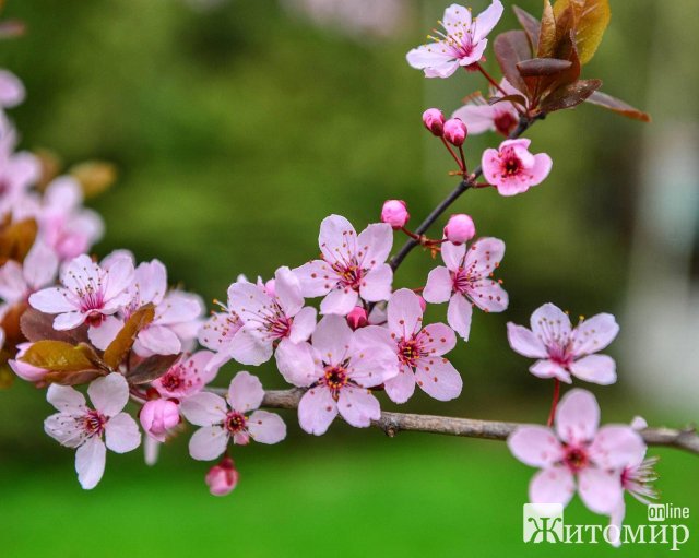 Як у Житомирі квітнуть дерева. ФОТО