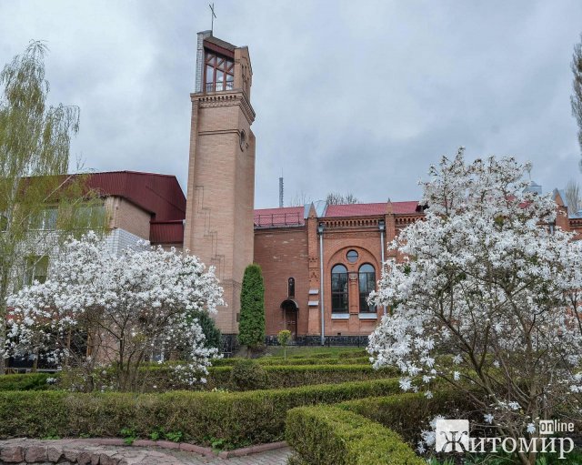 Як у Житомирі квітнуть дерева. ФОТО