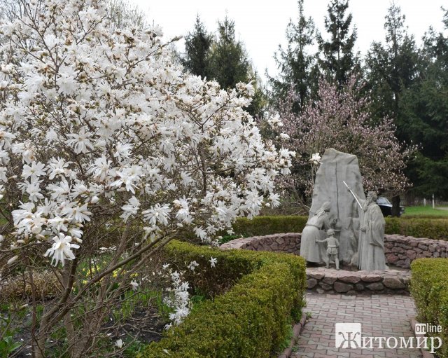 Як у Житомирі квітнуть дерева. ФОТО