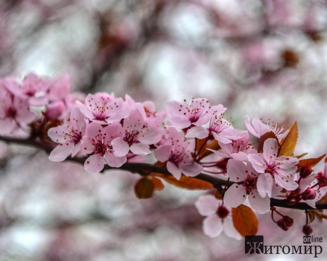 Як у Житомирі квітнуть дерева. ФОТО