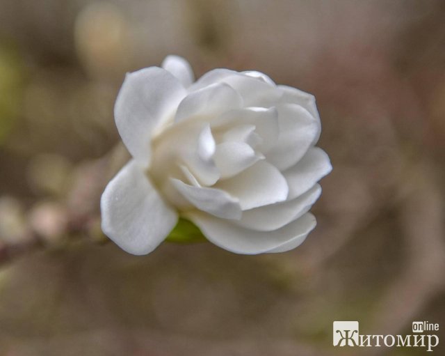 Як у Житомирі квітнуть дерева. ФОТО