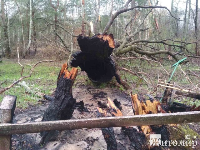 У заповіднику на Житомирщині окупанти спалили 600-річний дуб. ФОТО
