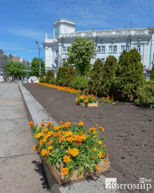 Понад 2 тисячі квітів чорнобривців висадили в Житомирі працівники "Зеленбуду". ФОТО