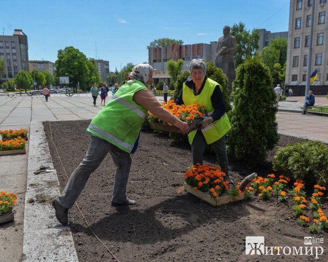 Понад 2 тисячі квітів чорнобривців висадили в Житомирі працівники "Зеленбуду". ФОТО