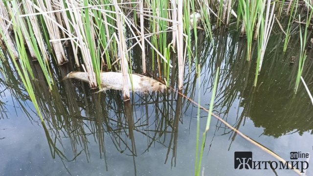 У Житомирському водосховищі зафіксували загибель риби. ФОТО