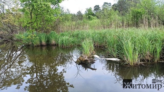 У Житомирському водосховищі зафіксували загибель риби. ФОТО