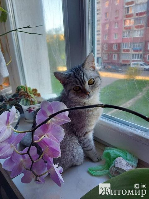 Житомиряни за винагороду шукають кішку Полю. ФОТО
