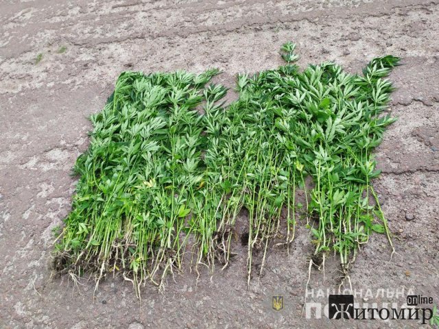 У селі Лугинського району поліцейські виявили у 56-річної жінки плантацію конопель. ФОТО