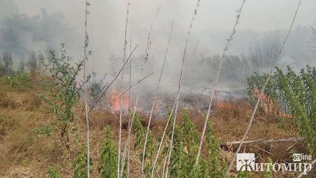 Через розряд блискавки у селі Житомирського району загорілась дерев