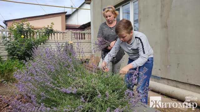 У Коростишеві 11-річний школяр продає букети лаванди, збираючи гроші для військових. ФОТО