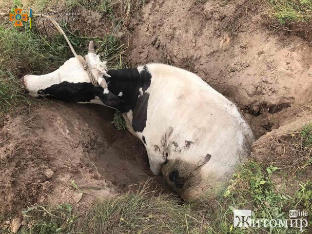 Житомирські рятувальники витягнули з торфової ями корову, яка просиділа там близько 4 годин. ФОТО