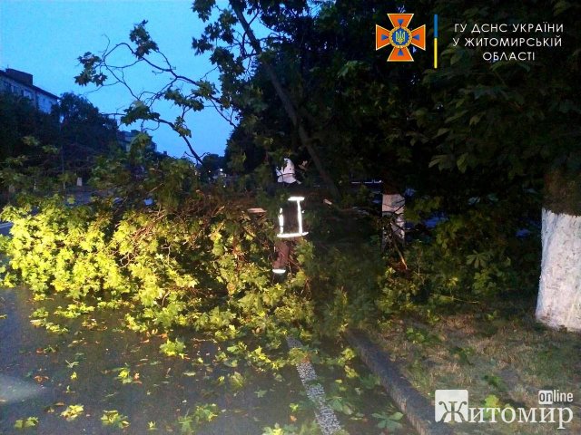 Через сильний вітер в Овручі на дорогу впало дерево та перекрило рух транспорту. ФОТО
