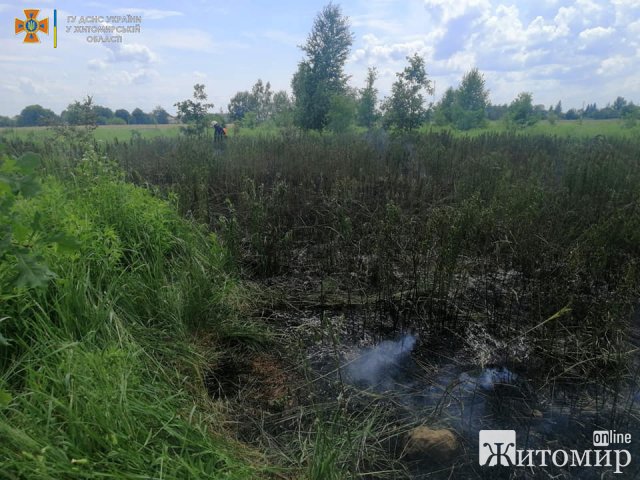 Минулої доби на Житомирщині горів сухостій та будинок, біля якого вдарила блискавка. ФОТО
