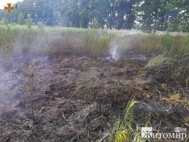 Минулої доби на Житомирщині горів сухостій та будинок, біля якого вдарила блискавка. ФОТО