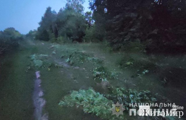 У Бердичівському районі  правоохоронці ліквідували посів у майже 7 тисяч кущів конопель. ФОТО