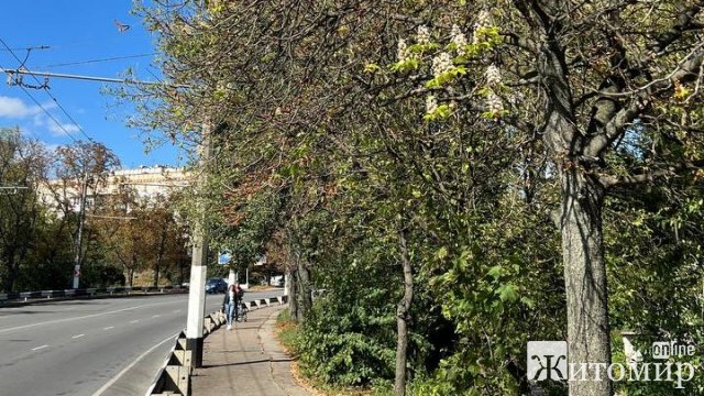 Вздовж Чуднівського моста в Житомирі зацвіли каштани. ФОТО
