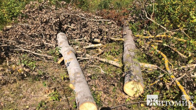 На Житомирщині незаконно зрізали майже 300 дерев: збитки - понад півтора мільйона гривень. ФОТО