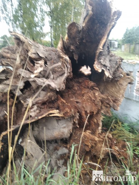 У селі на Житомирщині впало дерево та пошкодило паркан на кладовищі. ФОТО